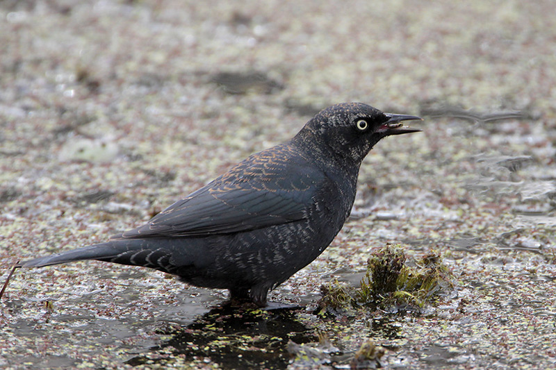 Rusty Blackbird