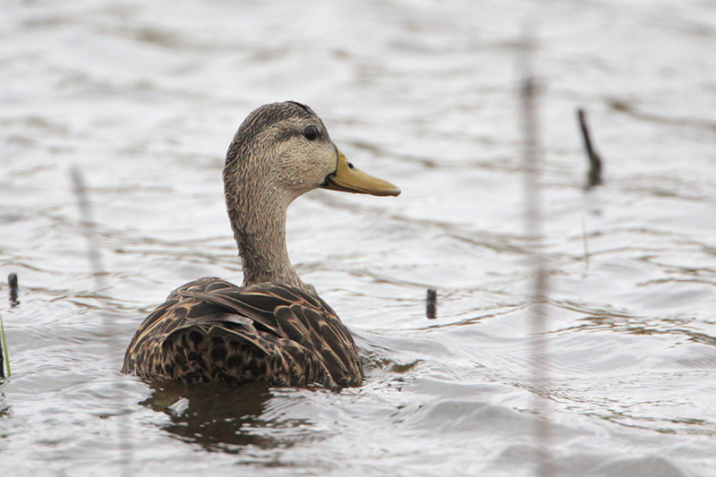 Mottled Duck