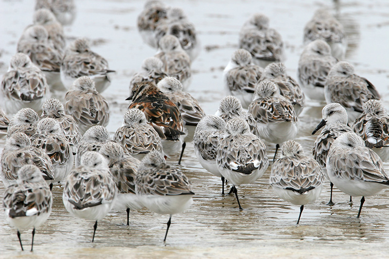 Sanderlings and Ruddy Turnstone