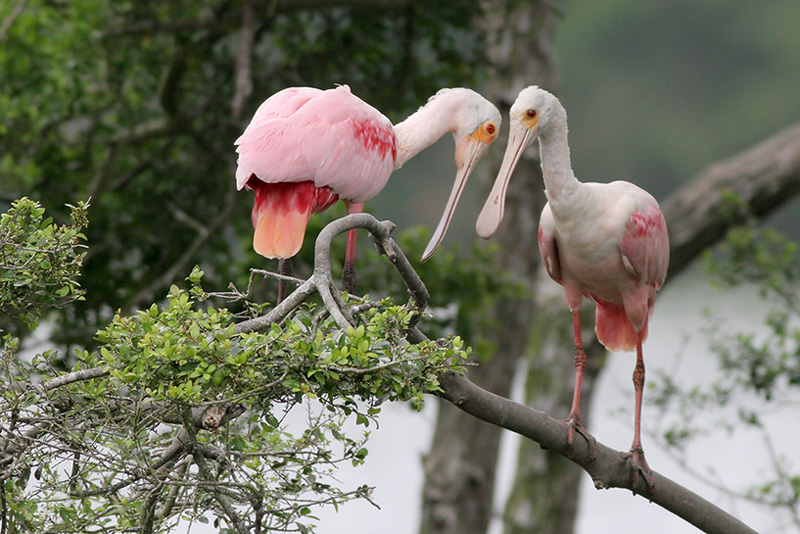 Roseate Spoonbill