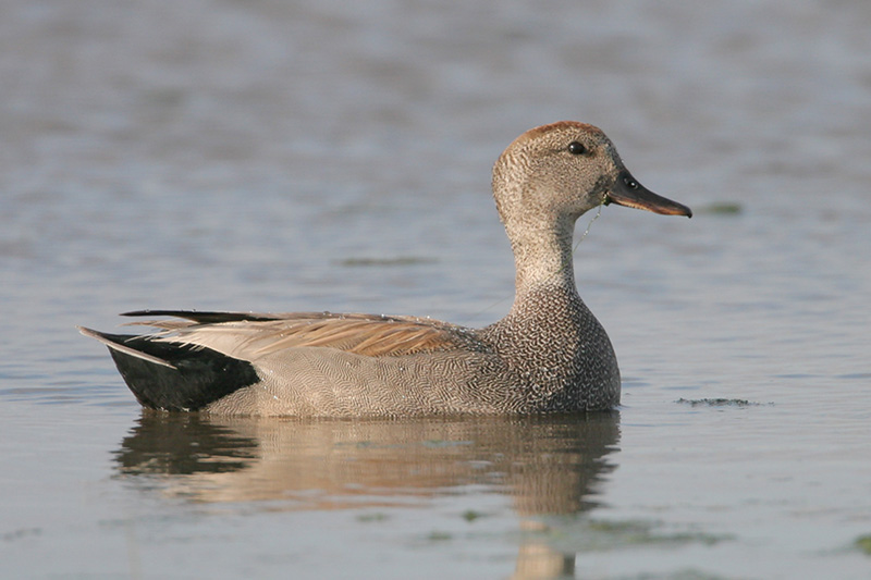 Gadwall