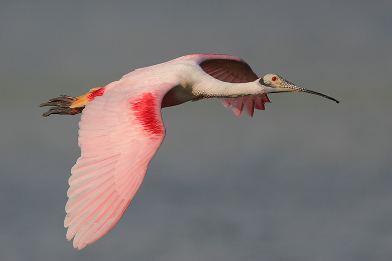 Roseate Spoonbill