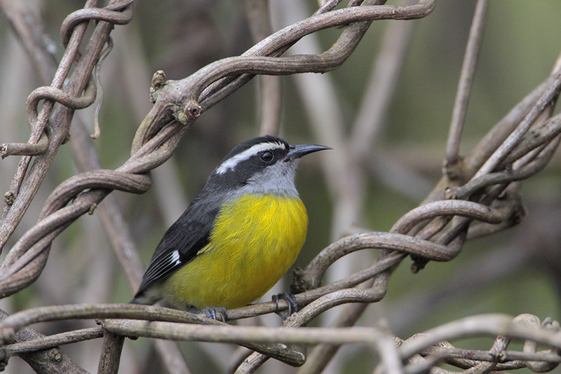 Bananaquit