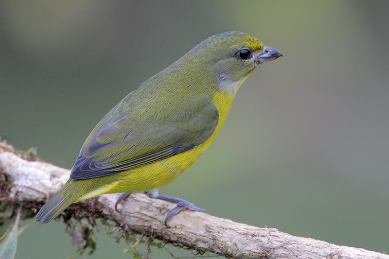 Yellow-throated Euphonia
