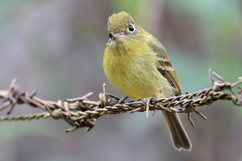 Yellowish Flycatcher