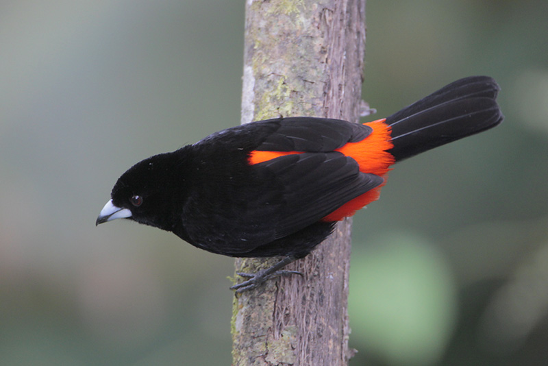 Cherries Tanager