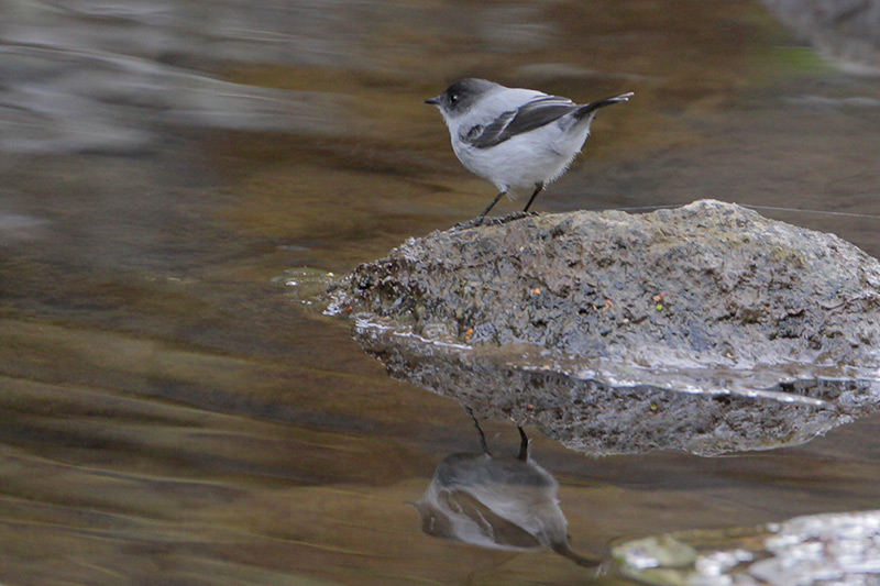 Torrent Tyrannulet