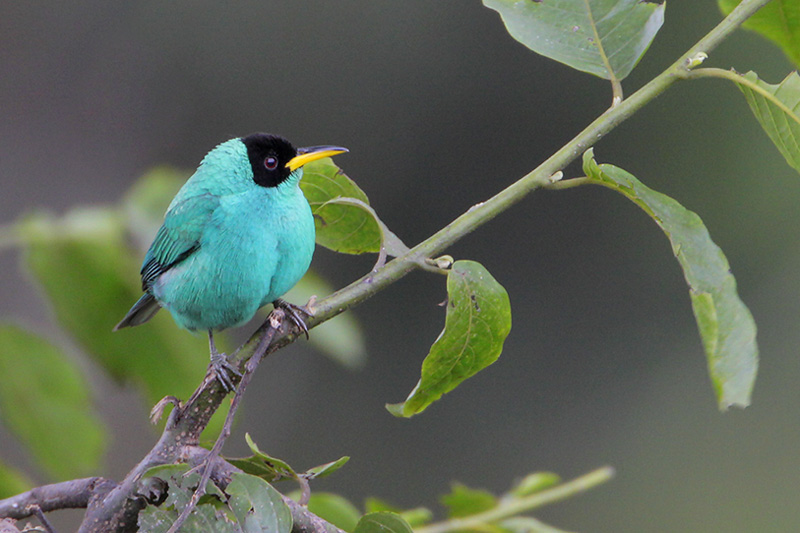 Green Honeycreeper