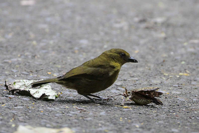 Olive Tanager