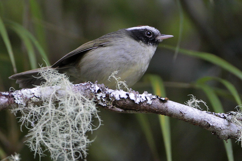 Black-cheeked Warbler