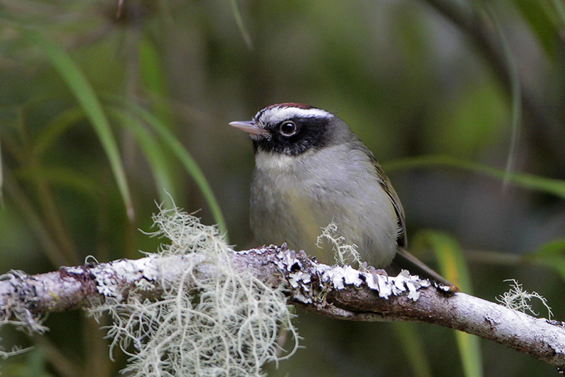 Black-cheeked Warbler