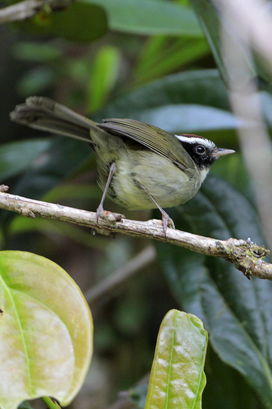 Black-cheeked Warbler