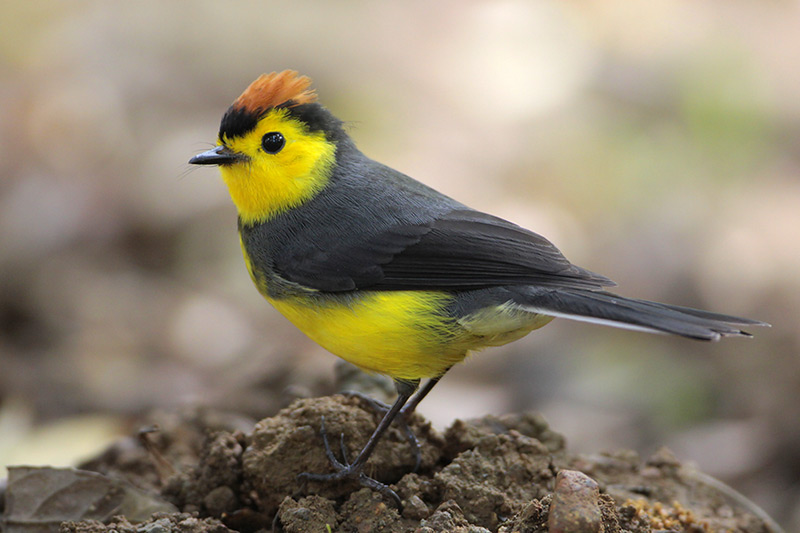 Collared Redstart