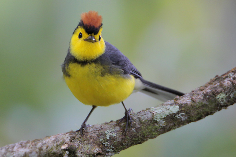 Collared Redstart
