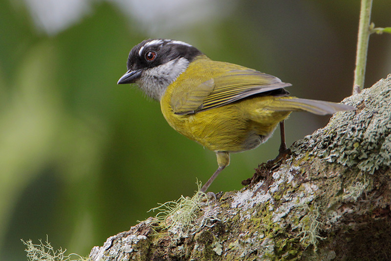 Sooty-capped Bush-Tanager