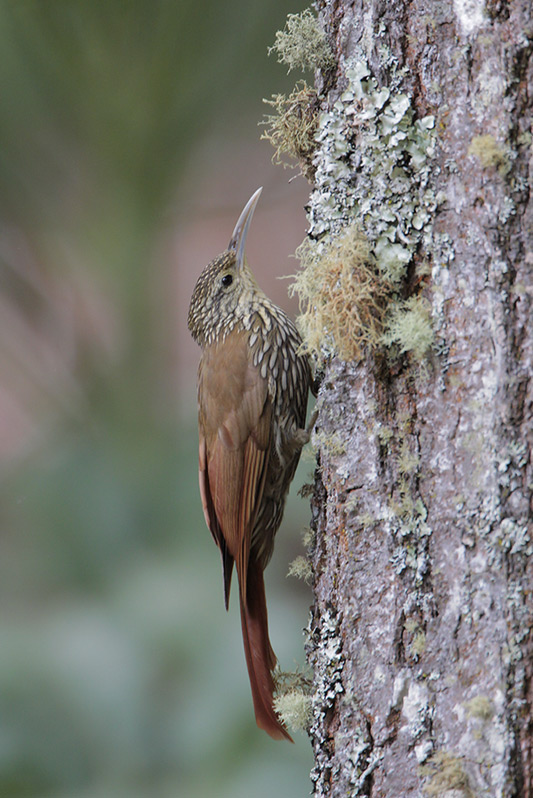 Spot-crowned Woodcreeper