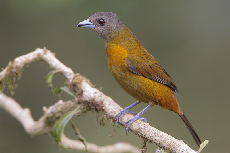 Passerinis Tanager