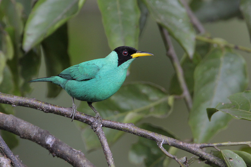 Green Honeycreeper