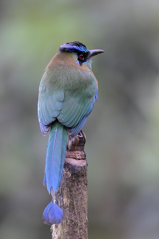 Blue-crowned Motmot