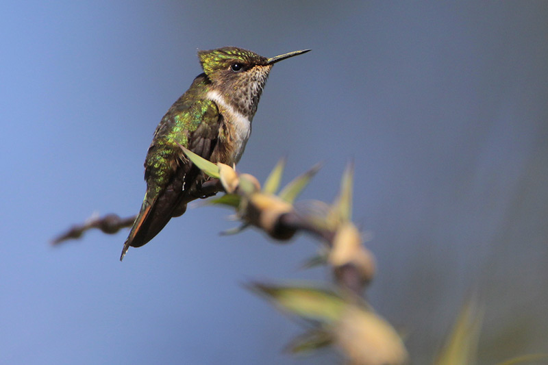 Volcano Hummingbird