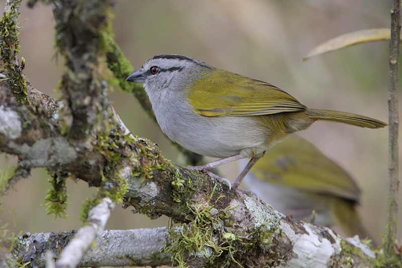Black-striped Sparrow