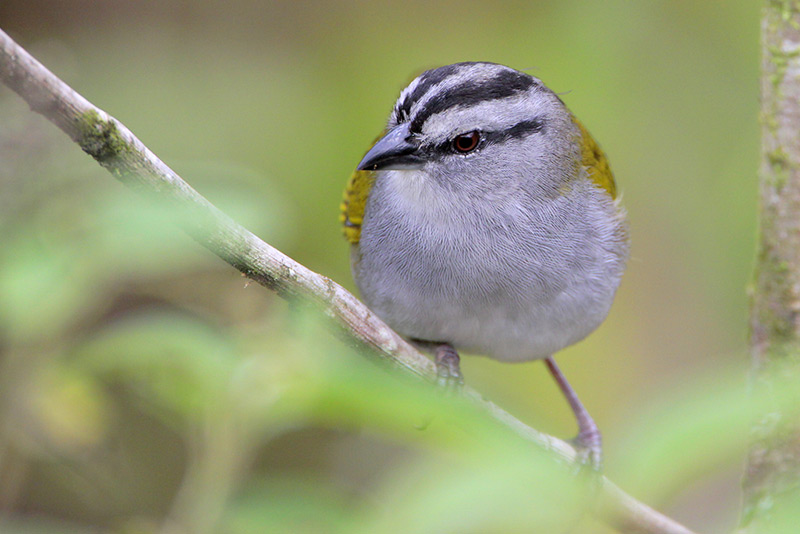 Black-striped Sparrow