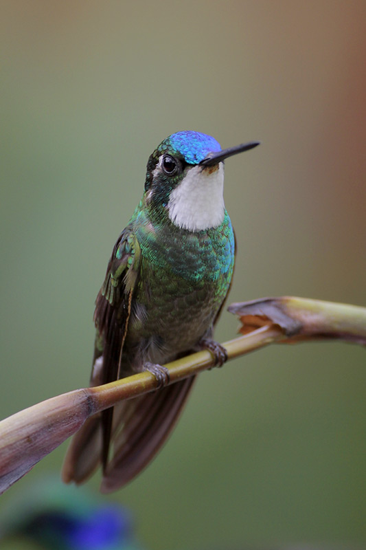 White-throated Mountain-gem
