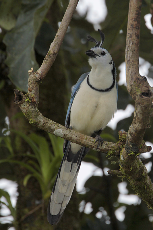White-throated Magpie-Jay