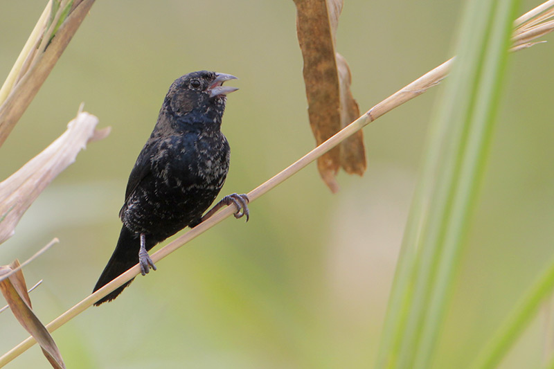 Blue-black Grassquit