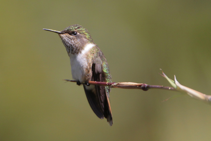 Volcano Hummingbird