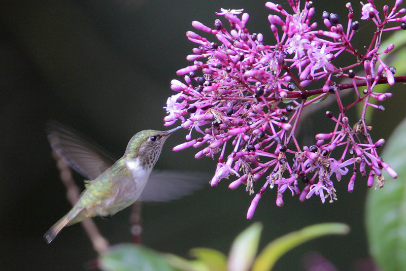 Volcano Hummingbird