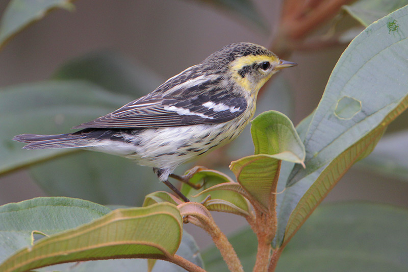 Blackburnian Warbler