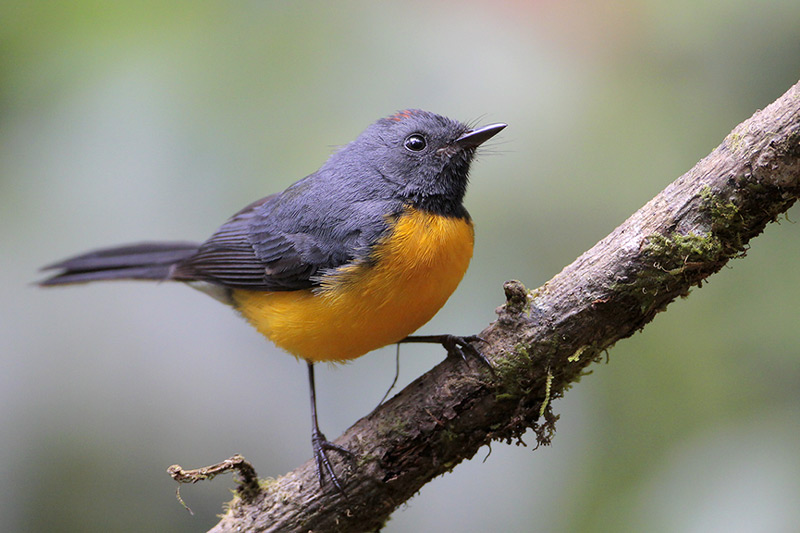 Slate-throated Redstart