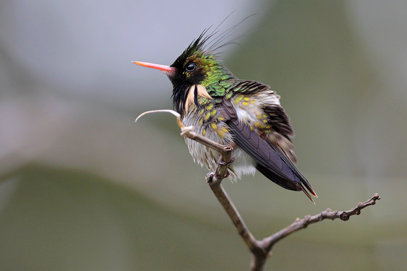 Black-crested Coquette