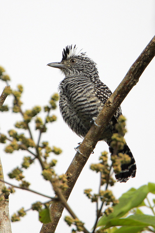 Barred Antshrike