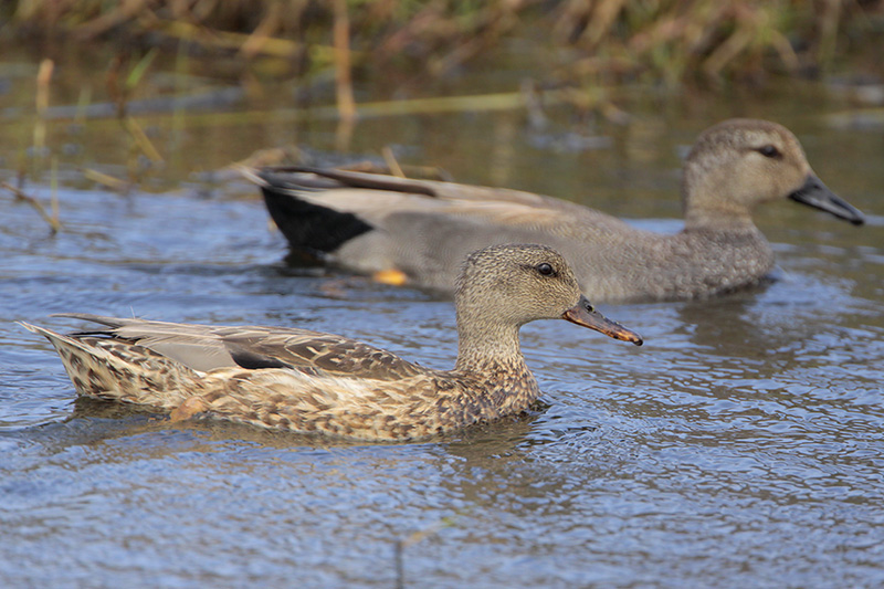 Gadwall