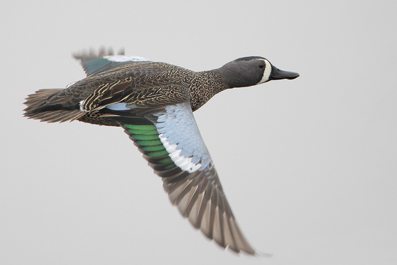 Blue-winged Teal