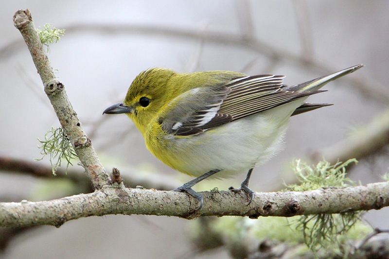 Yellow-throated Vireo