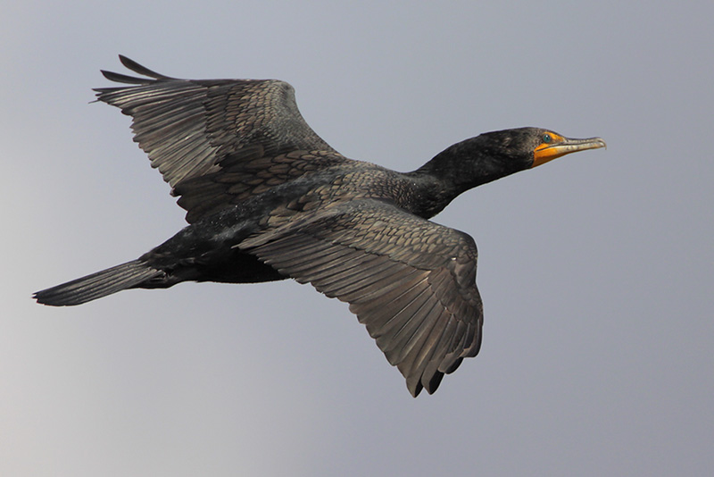 Double-crested Cormorant