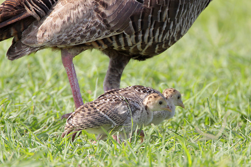 Wild Turkey