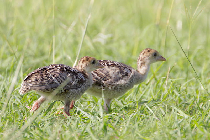 Wild Turkey