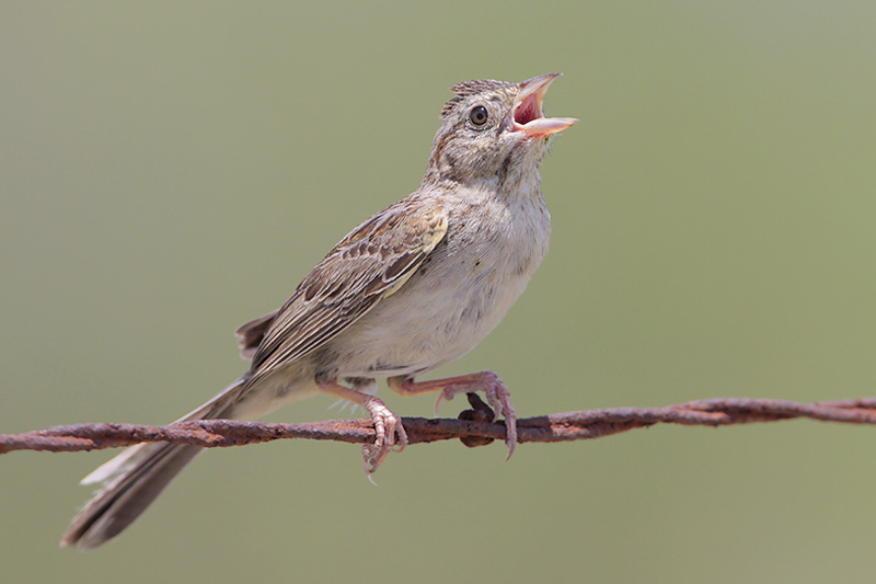 Cassins Sparrow