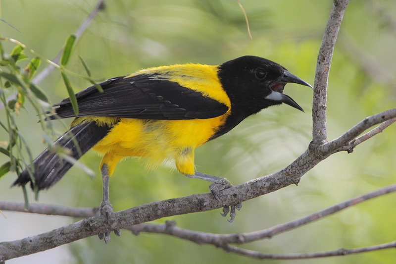 Audubons Oriole