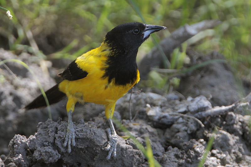 Audubons Oriole