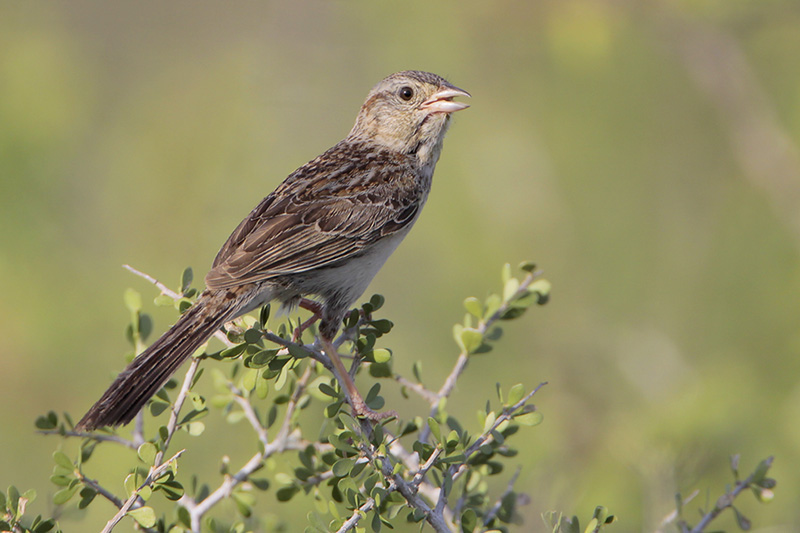 Cassins Sparrow