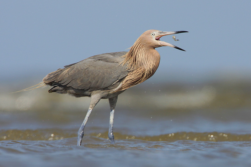 Reddish Egret