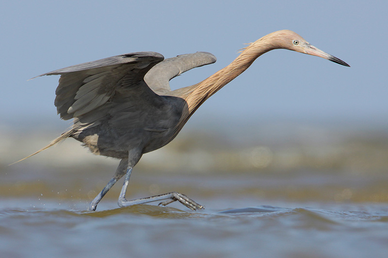 Reddish Egret