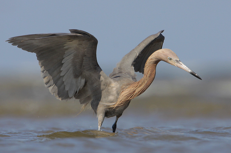 Reddish Egret