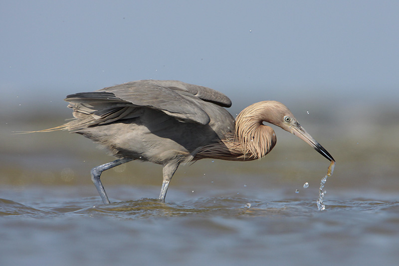 Reddish Egret