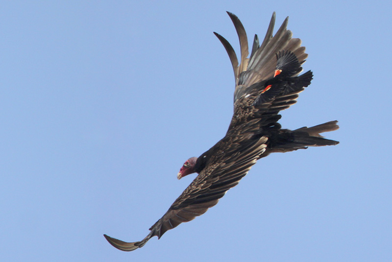 Turkey Vulture being harassed by Red-winged Blackbird